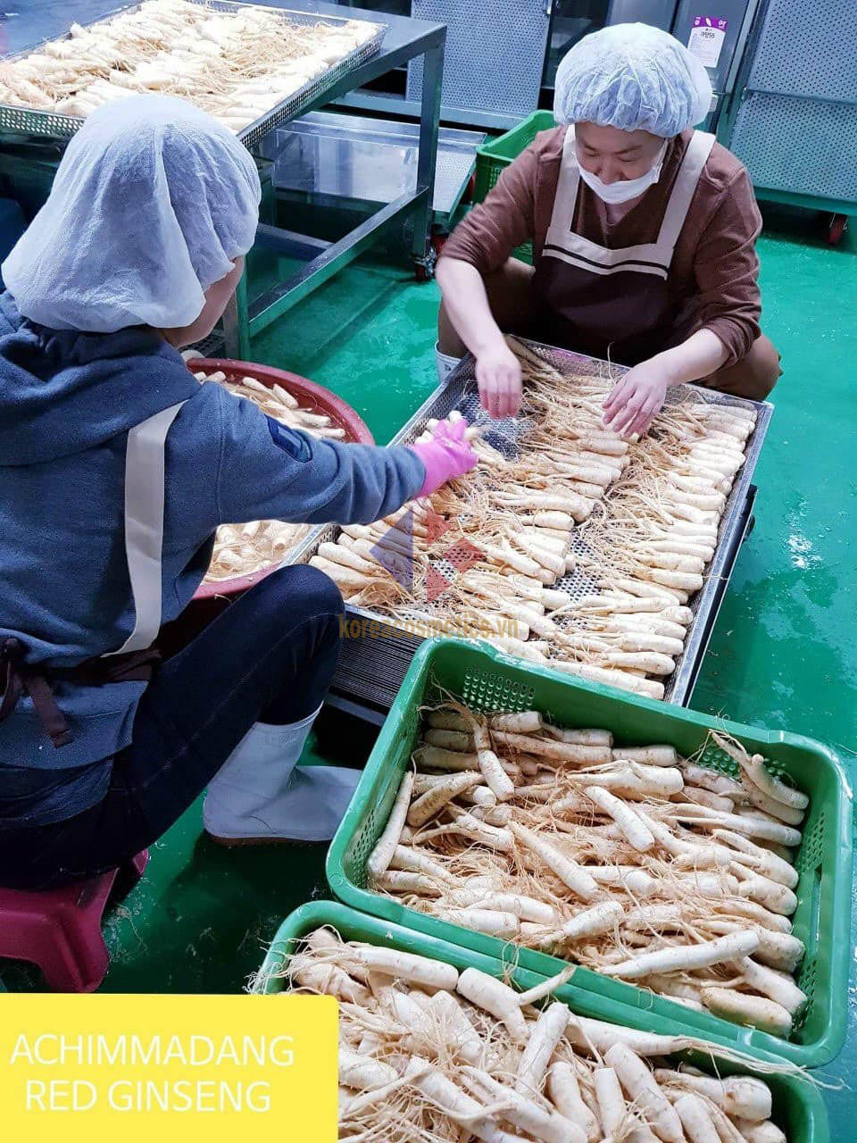 nhân sâm nguyên củ tẩm mật ong hàn quốc