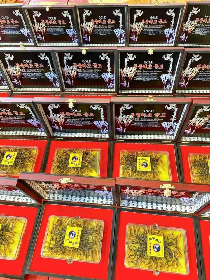 Đông trùng hạ thảo Hàn Quốc 